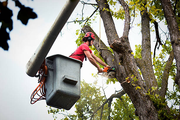 Why Choose Our Tree Removal Services in Sparks, NV?